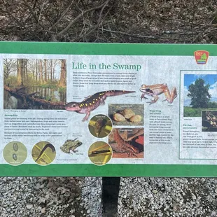 Swamp life