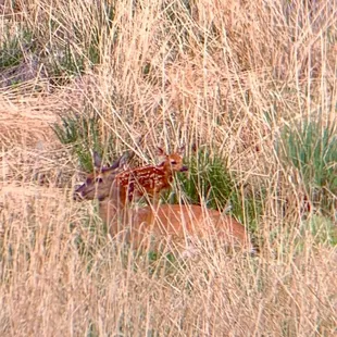 Mule deer mom and baby