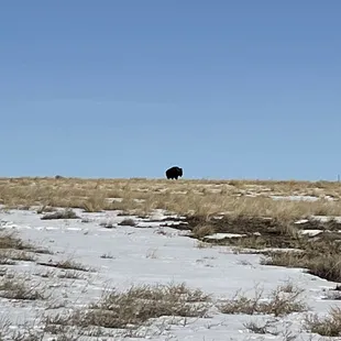 lone bison