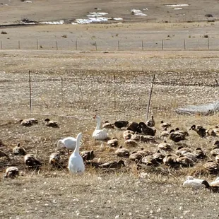 Ducks living the good life