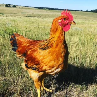 a rooster standing in a field