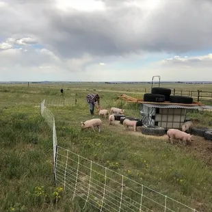 Liz giving our pasture raised pigs some love!