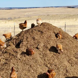 chickens free to play