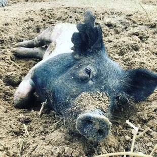 Taking an afternoon nap...