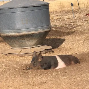 can't be relaxing too close to the food