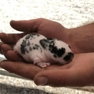 baby rabbit