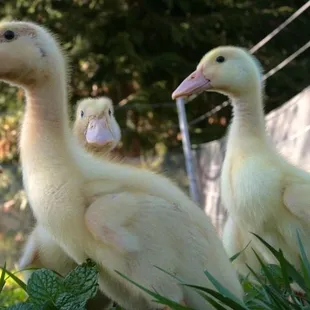 3 week old Pekin ducks enjoying life out on pasture