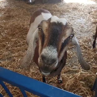 This is Bella. She's a diva