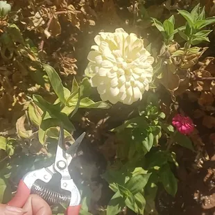 Picking flowers in the field to take to our doll's grave. $20 a bucket. $1 a stem.