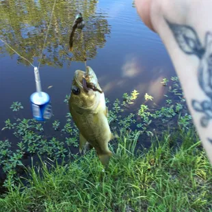 There's a ton of fish in the pond, just be careful of the water moccasins if you have kids or pets with you.