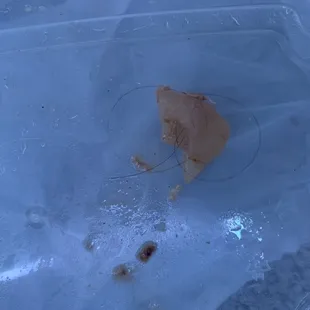 a piece of food in a plastic container