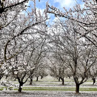 Almond bloom
