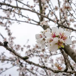 a closeup of a flowered almond tree