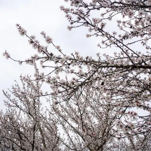 a row of cherry trees in bloom