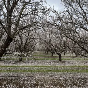 Endless rows of almond trees