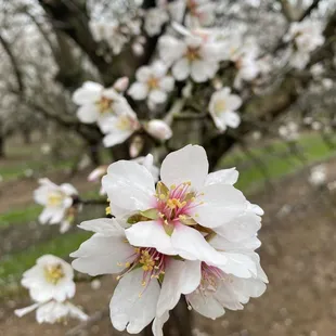 almond blossoms in a vase