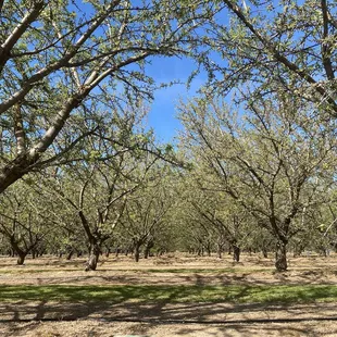 80% of the worlds almonds grow right here!