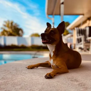 a brown and white dog laying next to a pool