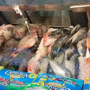 a display of fresh fish