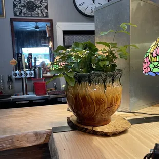 a plant in a vase on a counter