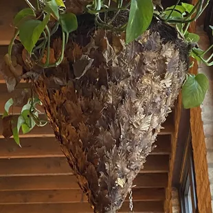 A cool hanging planter by the window. Look at that amazing texture!