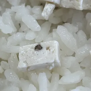 Bug under my tofu