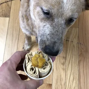 Pup cup highly approved.