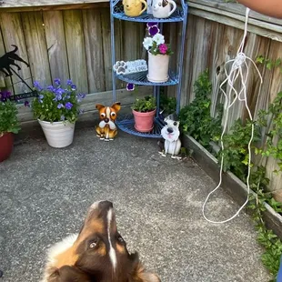 Enclosed patio for the social dogs!