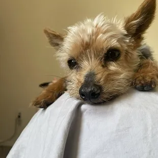 My dog is a pro skater. He did a backflip on wheels! He also put on skates by himself and competed in a race and won. I'm scared of my dog.