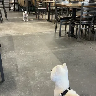 Hulk making a new friend.