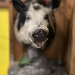a fake pig head