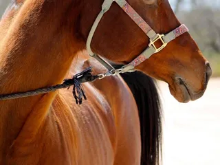 Tanque Verde Stables