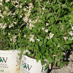 A sample of our product.