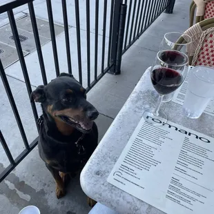 Dogs allowed on patio