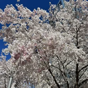 Spring blossoms