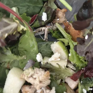 Harvest salad with grasshopper