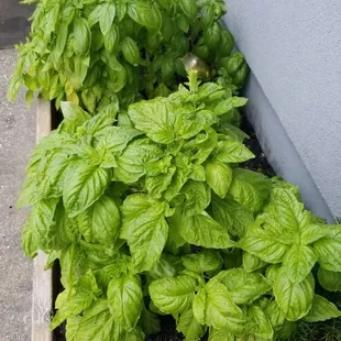Fresh Basil In Organic Soil