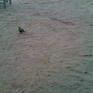 a bird on the beach