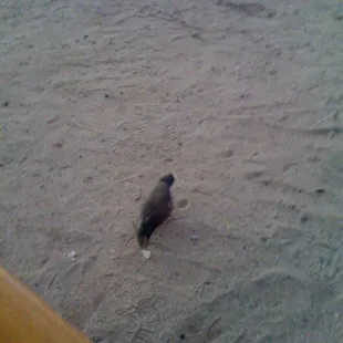 a bird on the beach