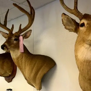 Look at those Racks on display, yes owner Big Game Hunter