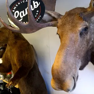 Got American Lamb no not on this wall