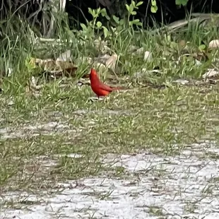 Such a beautiful bird we don't see often in SoCal