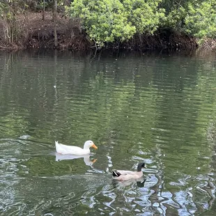 The ducks were so entertaining