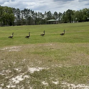 Every one was out for a walk!