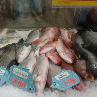 a display of fresh fish