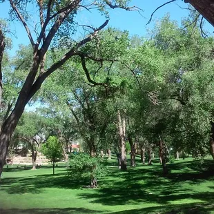 Trees and rolling hills