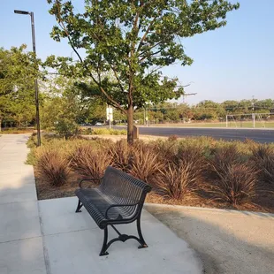 Park bench and shade trees