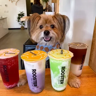IG @FoodandPooch