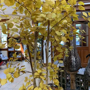 Dreamt I was in this beautiful garden.