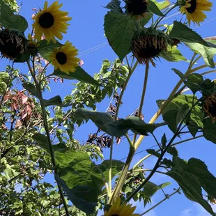Sunflowers